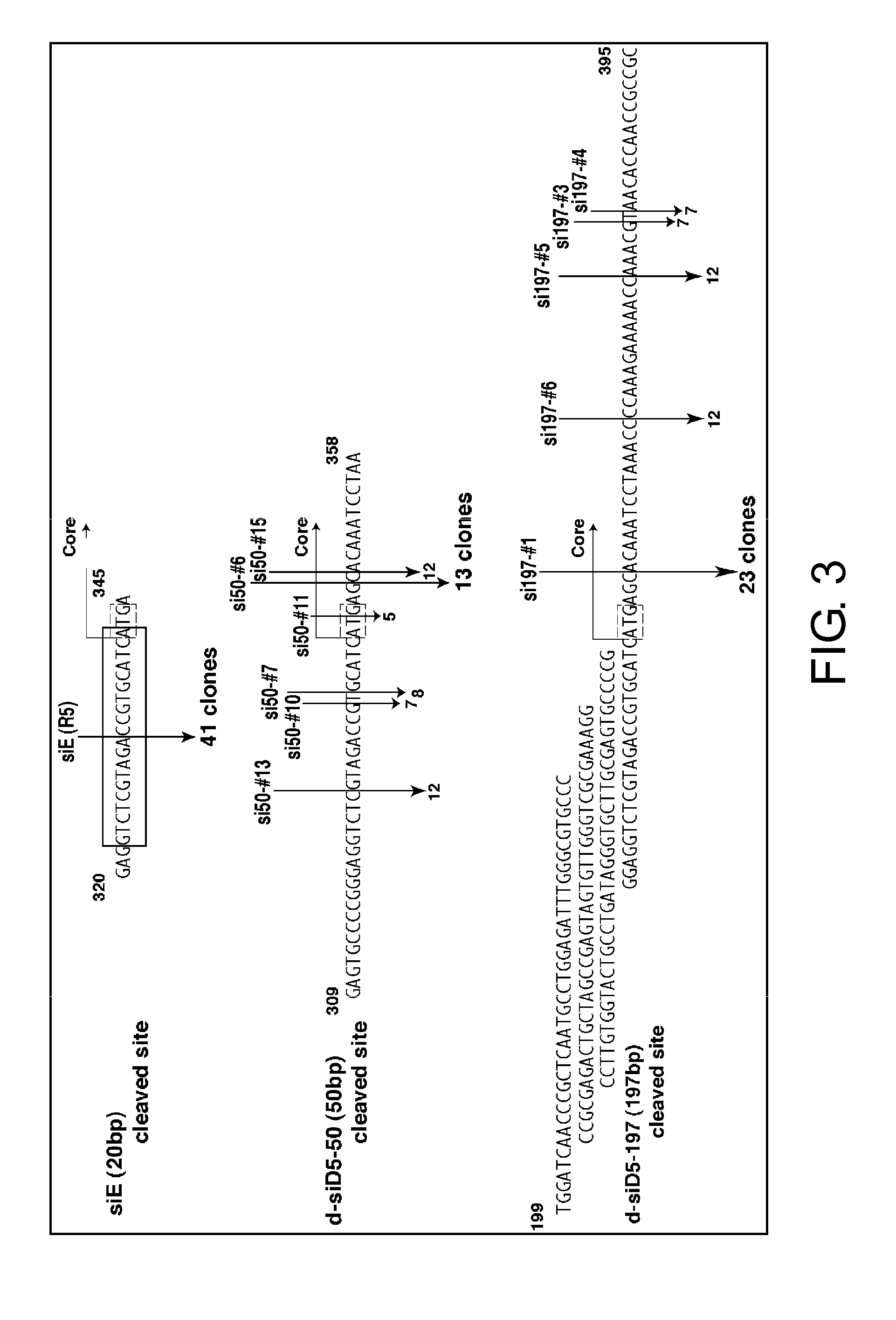 Oligoribonucleotide or Peptide Nucleic Acid Capable of Inhibiting Activity of Hepatitis C Virus