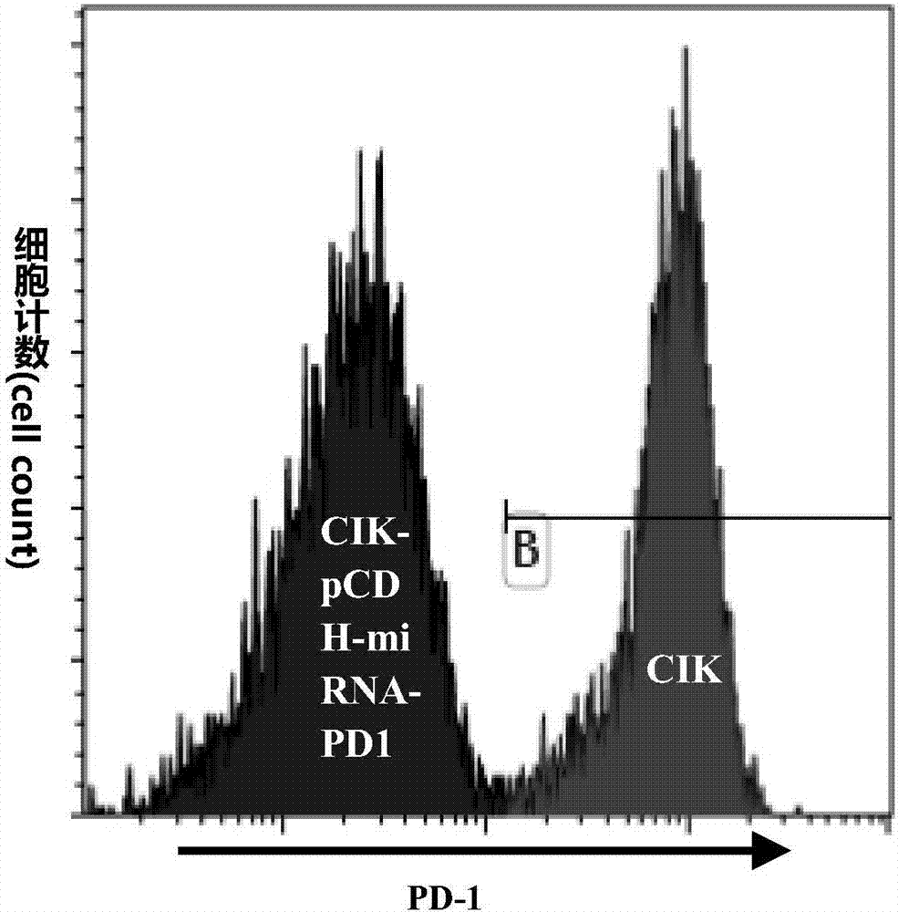 CIK (Cytokine-Induced Killer Cell) capable of knocking down expression of endogenous PD-1 (programmed death 1) and preparation method and application thereof