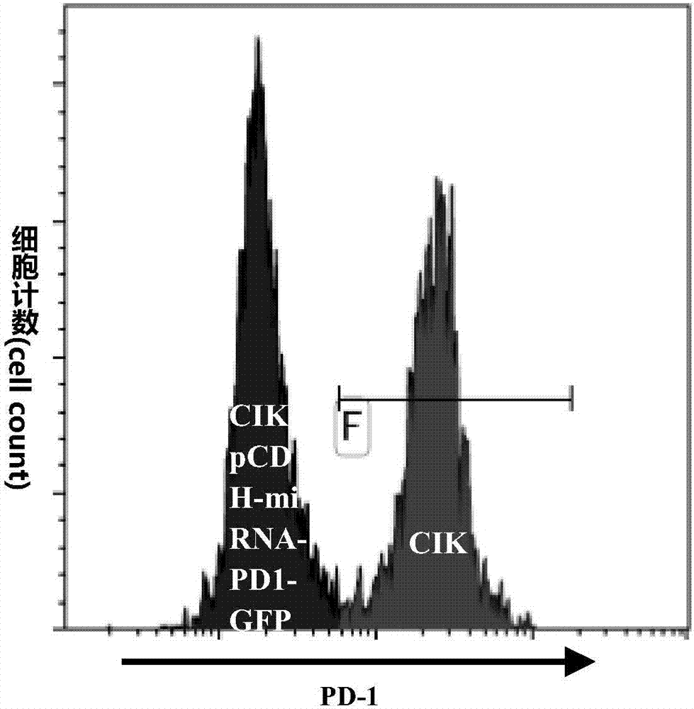 CIK (Cytokine-Induced Killer Cell) capable of knocking down expression of endogenous PD-1 (programmed death 1) and preparation method and application thereof