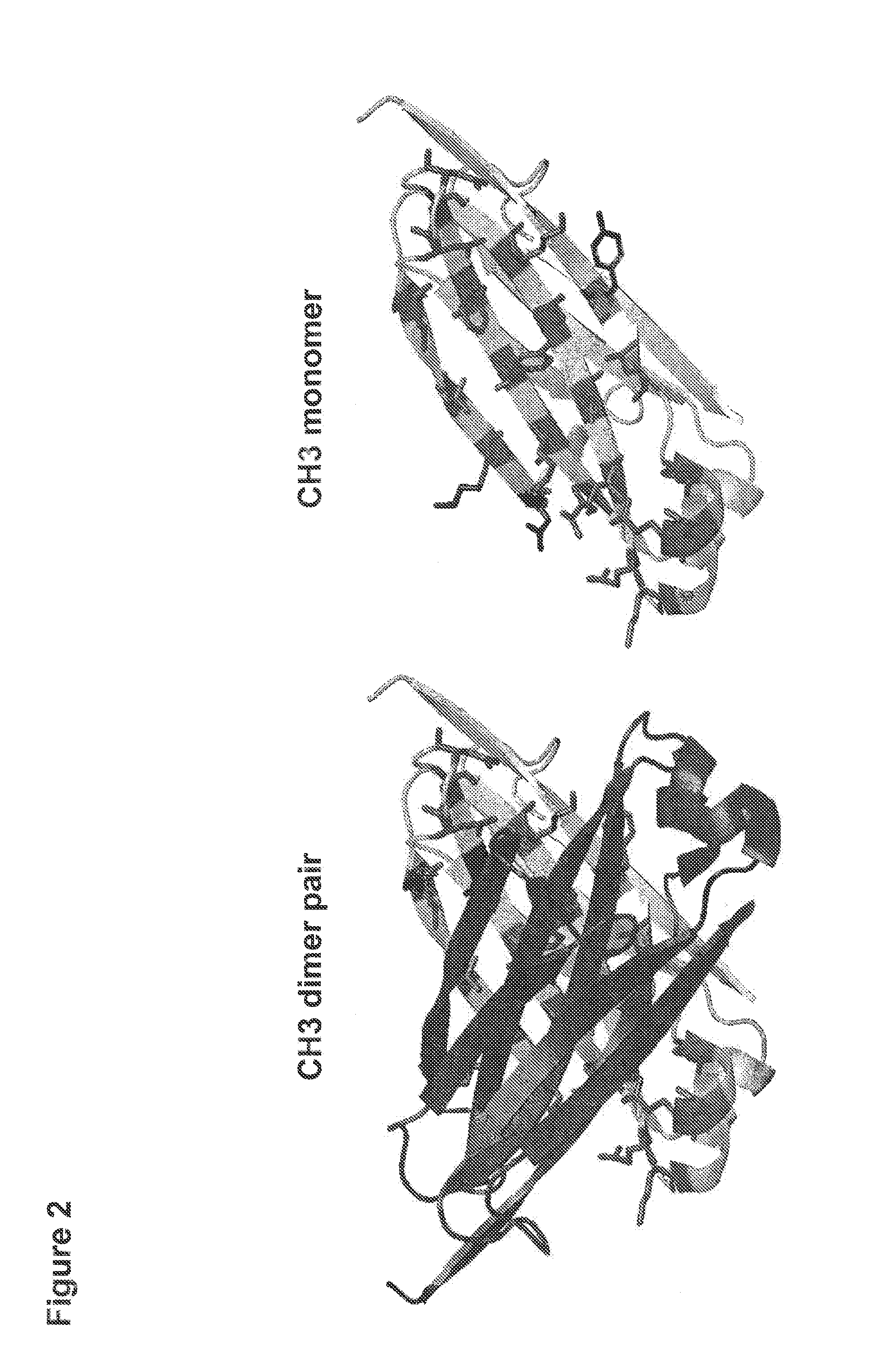 Method for Making Heteromultimeric Molecules