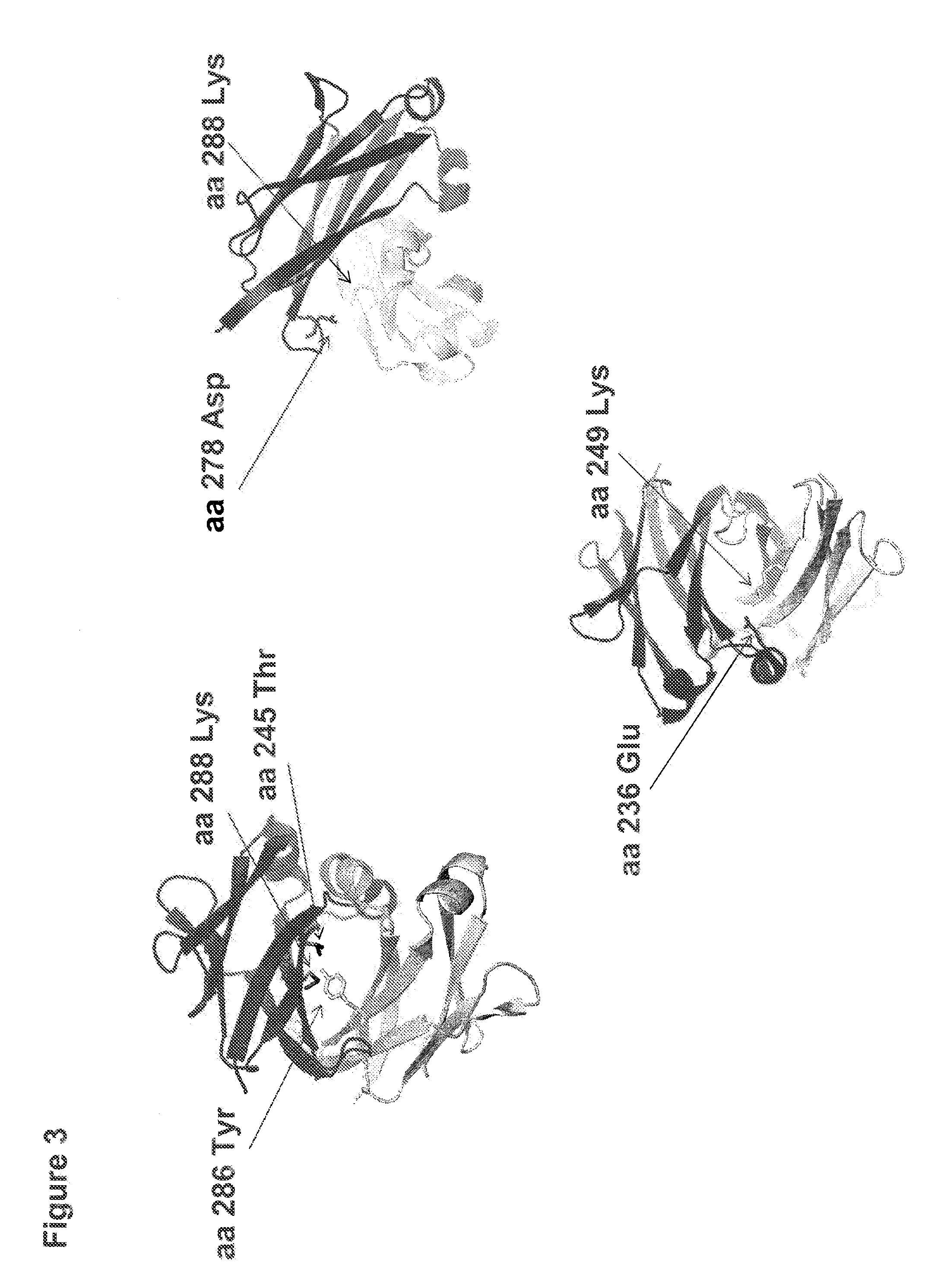 Method for Making Heteromultimeric Molecules