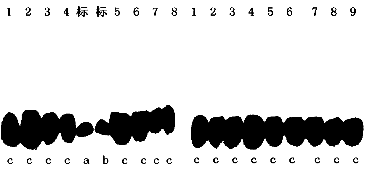 Genetic biochemical site marker for cerebral ischemia inbred line meriones unguiculatus and application of biochemical site marker