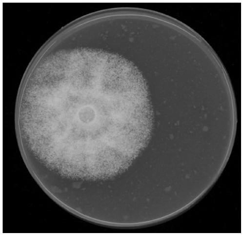 Strain of bacillus altitudinis and application thereof in prevention and treatment of peronophythora litchii