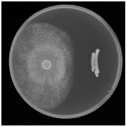 Strain of bacillus altitudinis and application thereof in prevention and treatment of peronophythora litchii