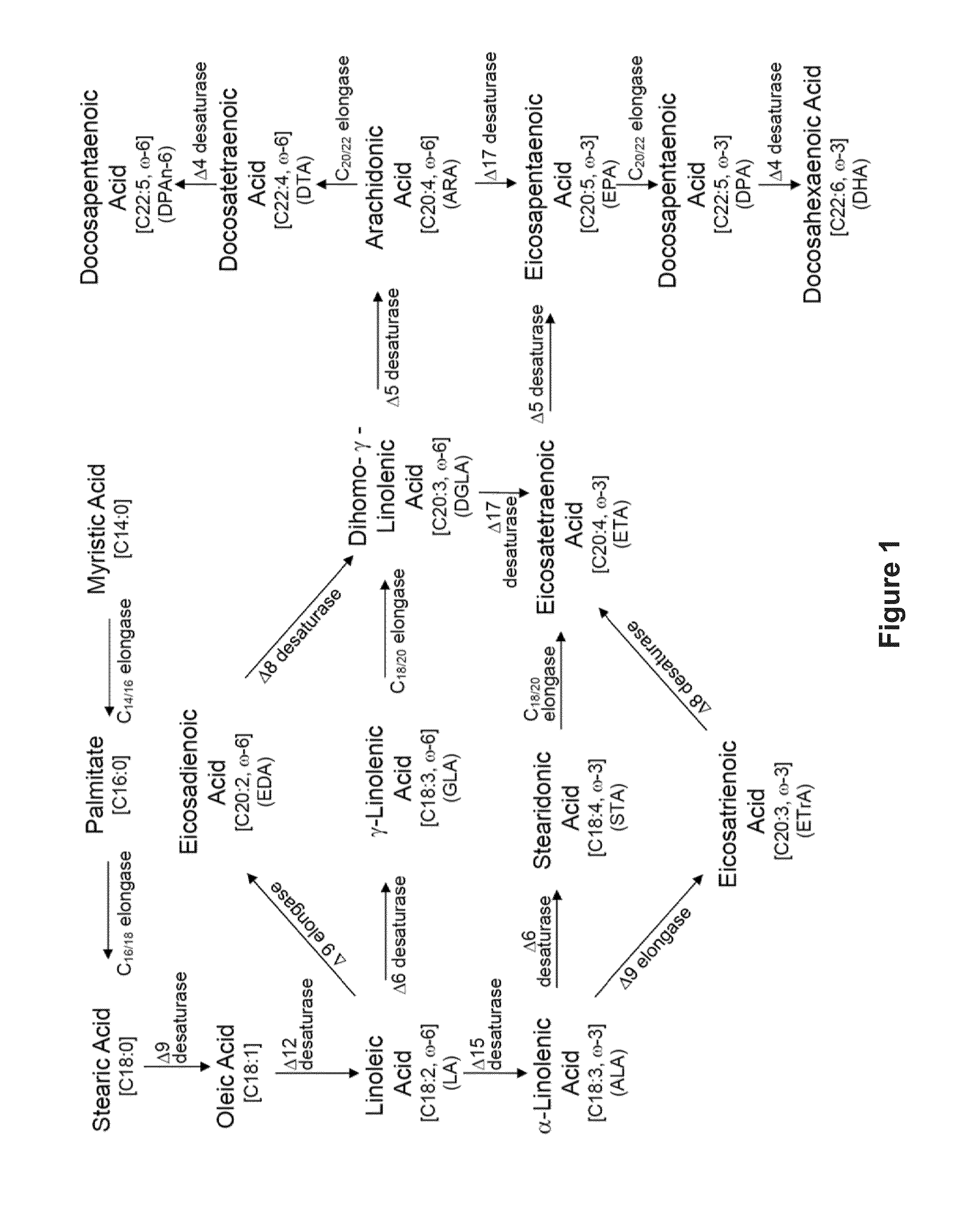 Recombinant microbial cells that produce at least 28% eicosapentaenoic acid as dry cell weight