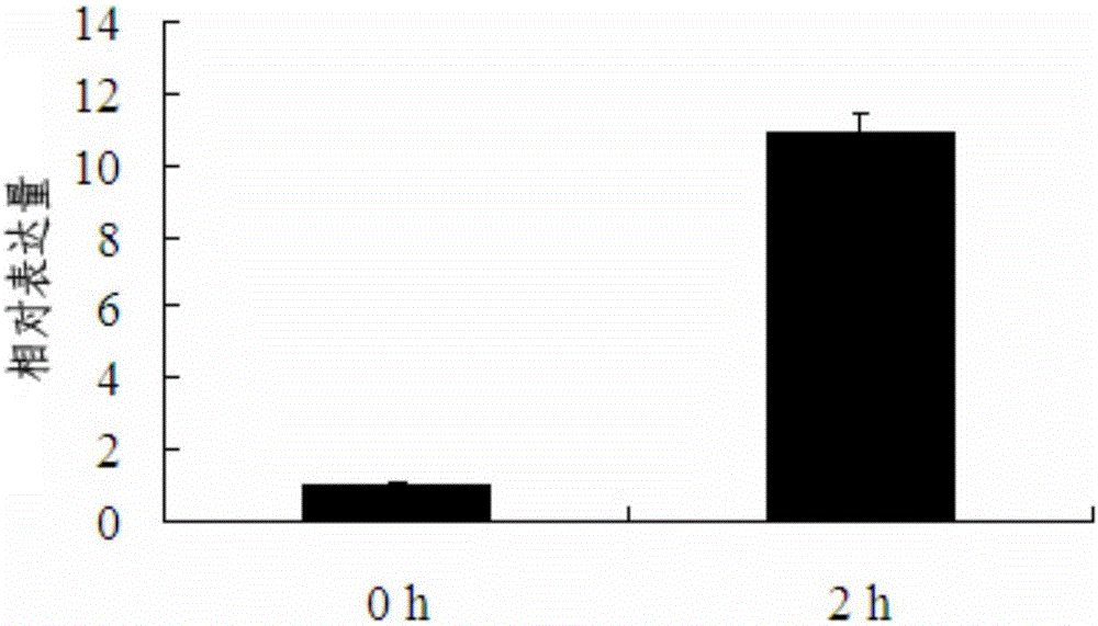 Soybean low-temperature inducing promoter and recombinant expression vector containing same and application of soybean low-temperature inducing promoter