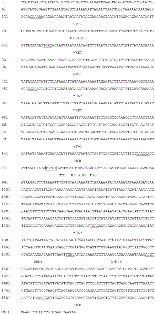 Soybean low-temperature inducing promoter and recombinant expression vector containing same and application of soybean low-temperature inducing promoter