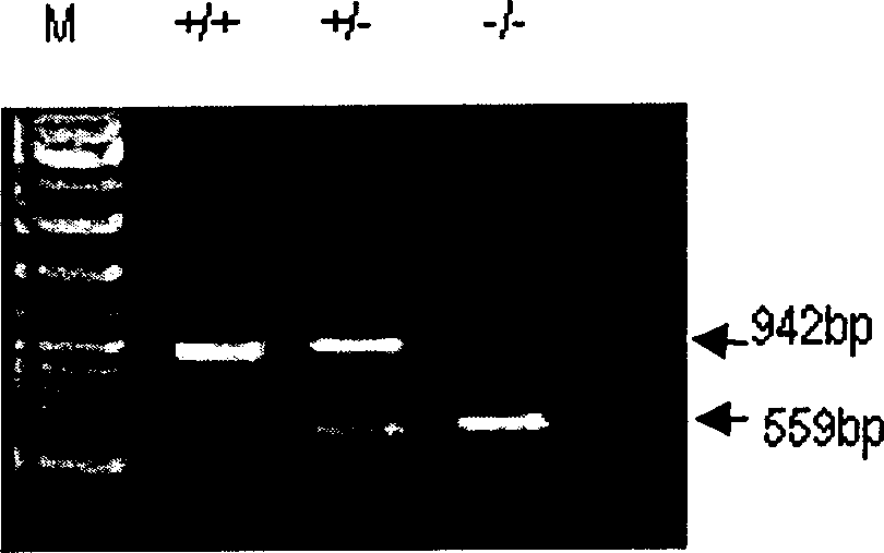 Method for generating model of chmice in male sterile