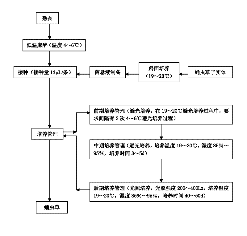 Method for breeding cordyceps militaris by utilizing silkworm larvae