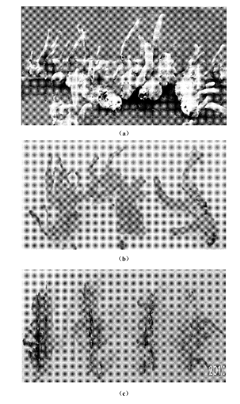 Method for breeding cordyceps militaris by utilizing silkworm larvae