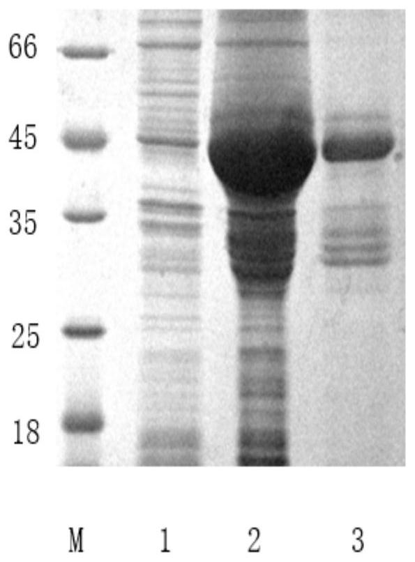 A kind of Procambarus clarkii type I lysozyme glysi2 gene, its encoded glysi2 protein and application thereof