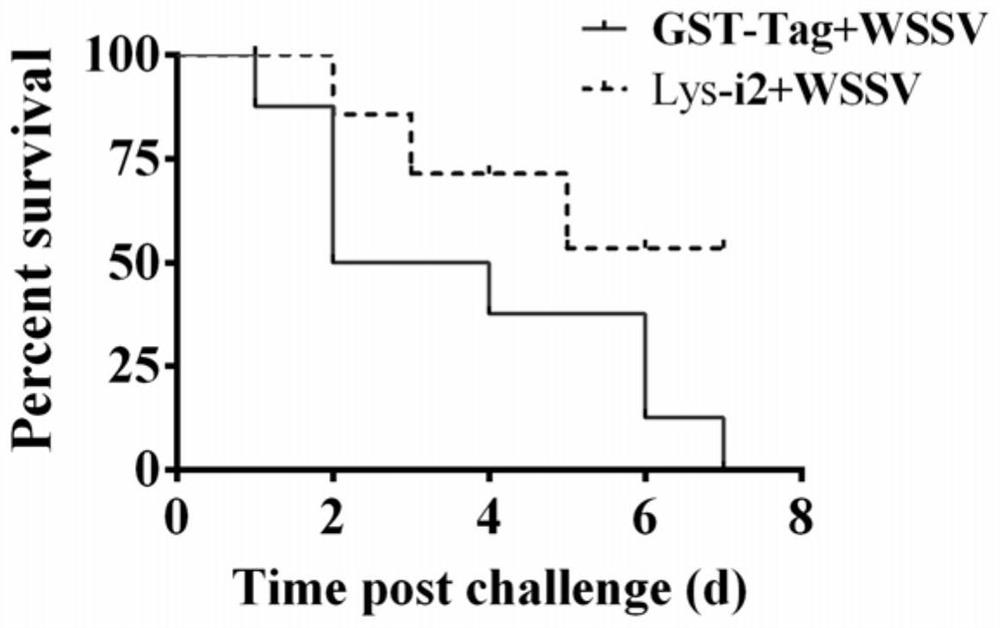 A kind of Procambarus clarkii type I lysozyme glysi2 gene, its encoded glysi2 protein and application thereof