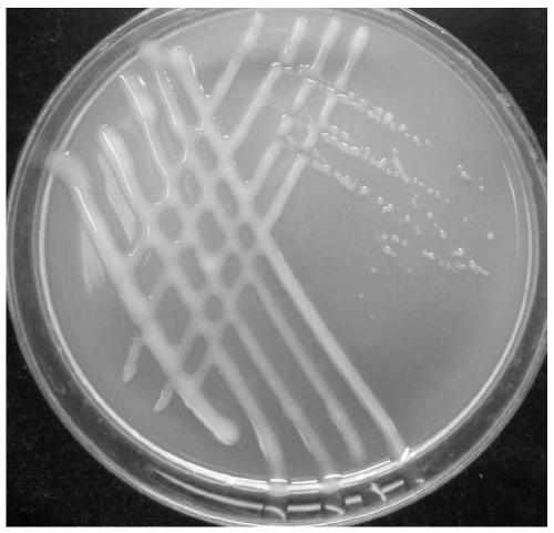 A kind of pea rhizobia strain vs5-1 and its application