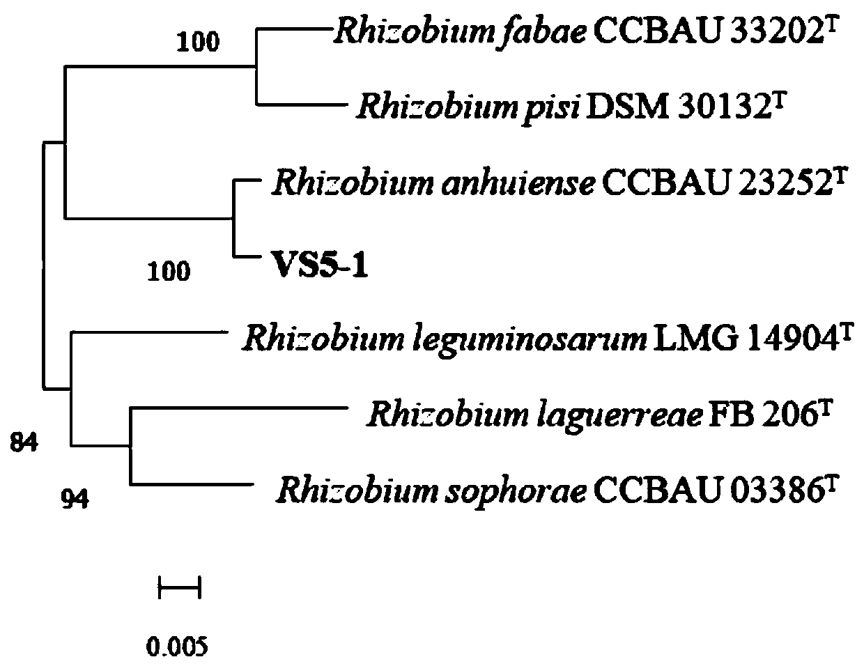 A kind of pea rhizobia strain vs5-1 and its application