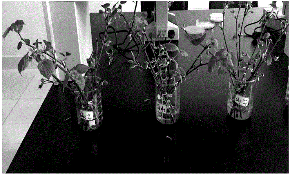 Tissue culture and rapid propagation method of highly efficient induction of cluster buds of davidia involucrata