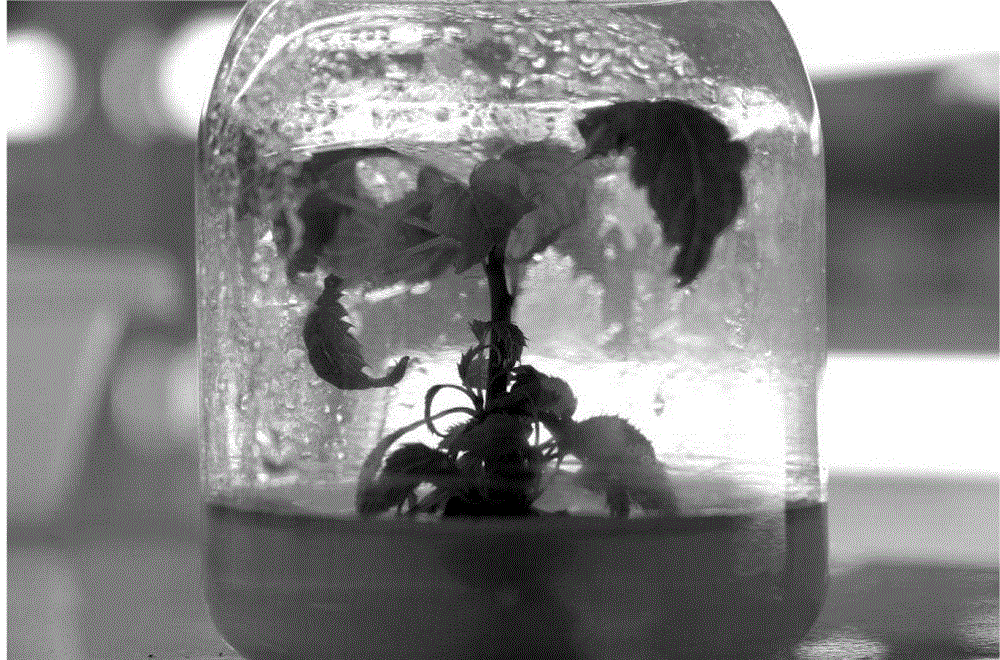 Tissue culture and rapid propagation method of highly efficient induction of cluster buds of davidia involucrata