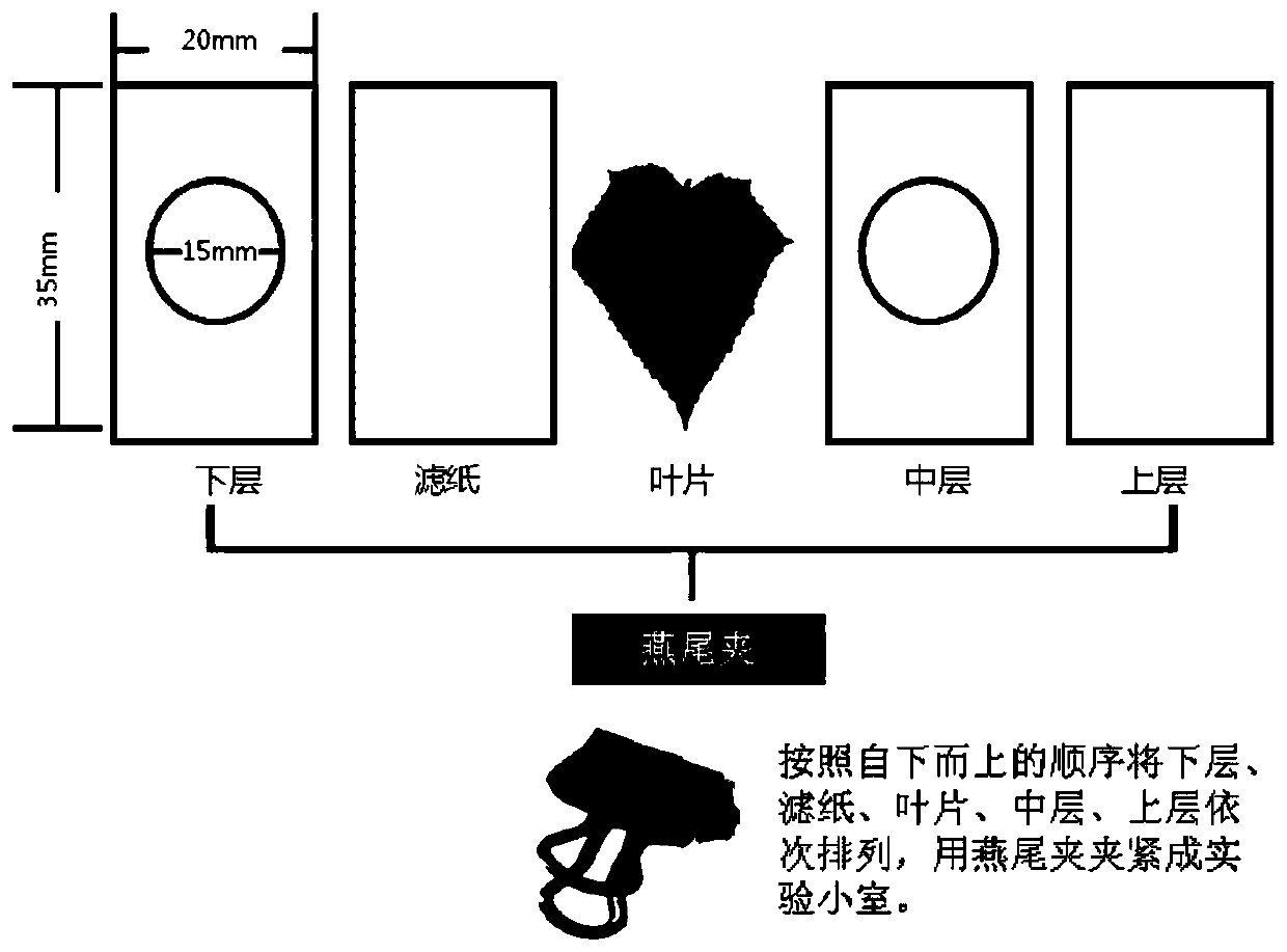 Application of Neoseiulus neoreticuloides Liang et Hu to control of small-sized juice-absorbing pests