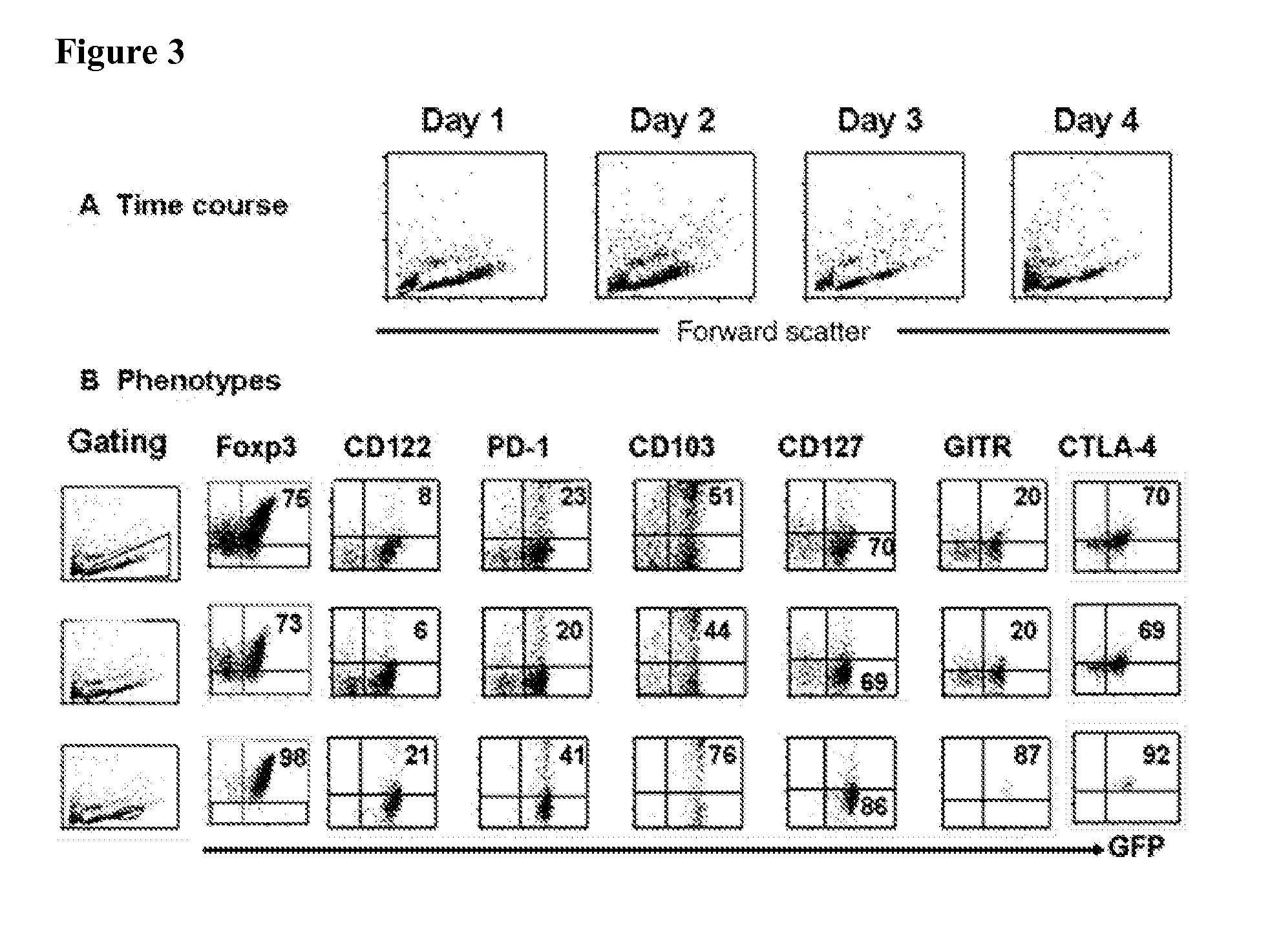 Methods for the enrichment of viable foxp3+ cells and uses thereof