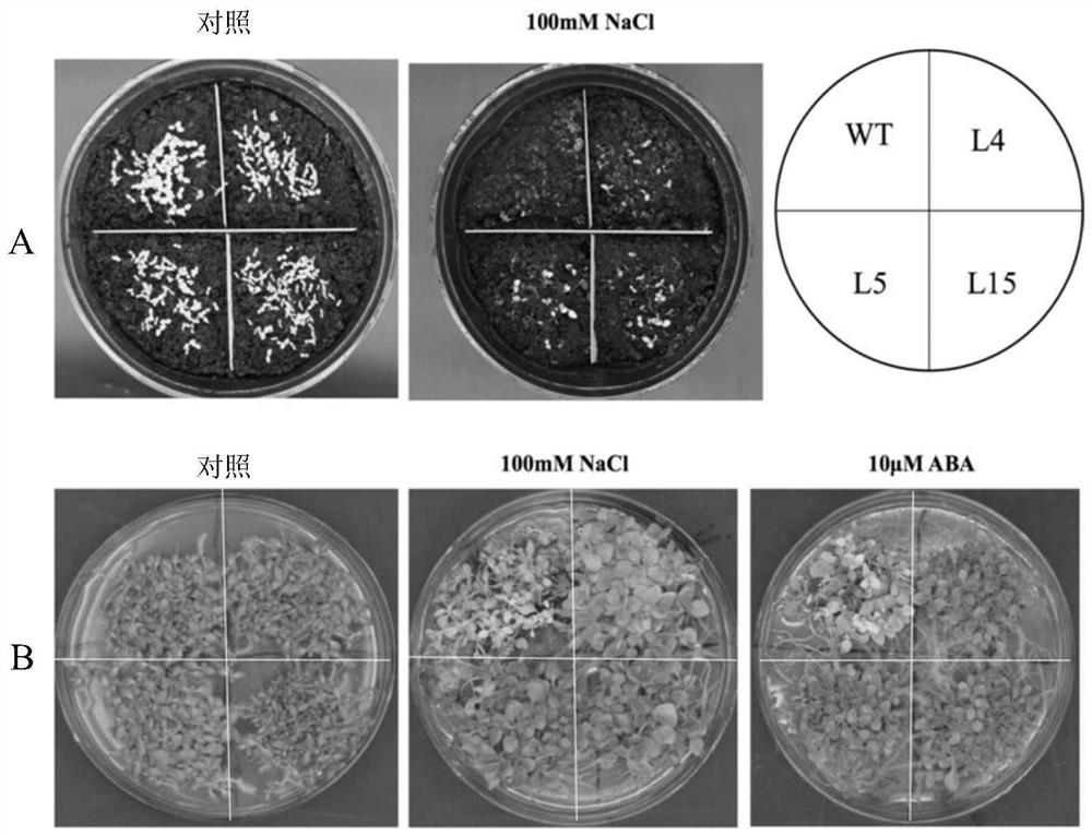 Application of mdcol Gene of Cylindrical Apple in Improving Stress Resistance of Plants