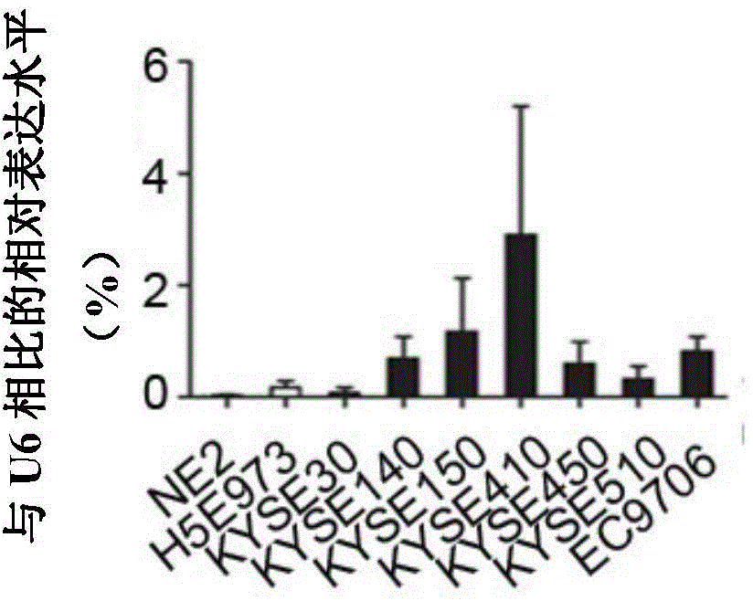 Use of microRNA-548k inhibitor in treatment and/or prevention of esophageal squamous cancer