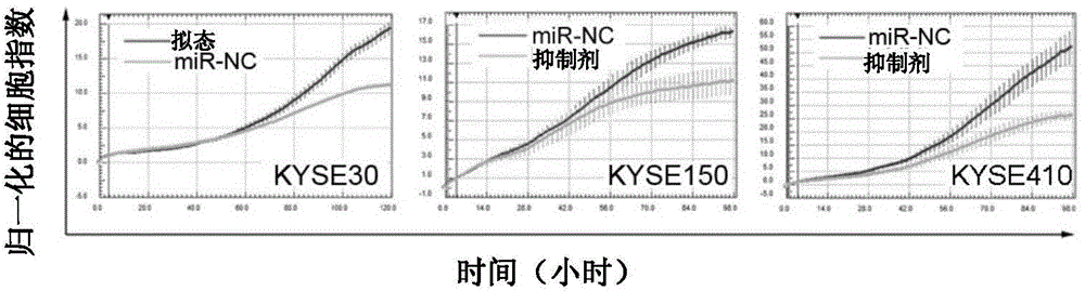 Use of microRNA-548k inhibitor in treatment and/or prevention of esophageal squamous cancer