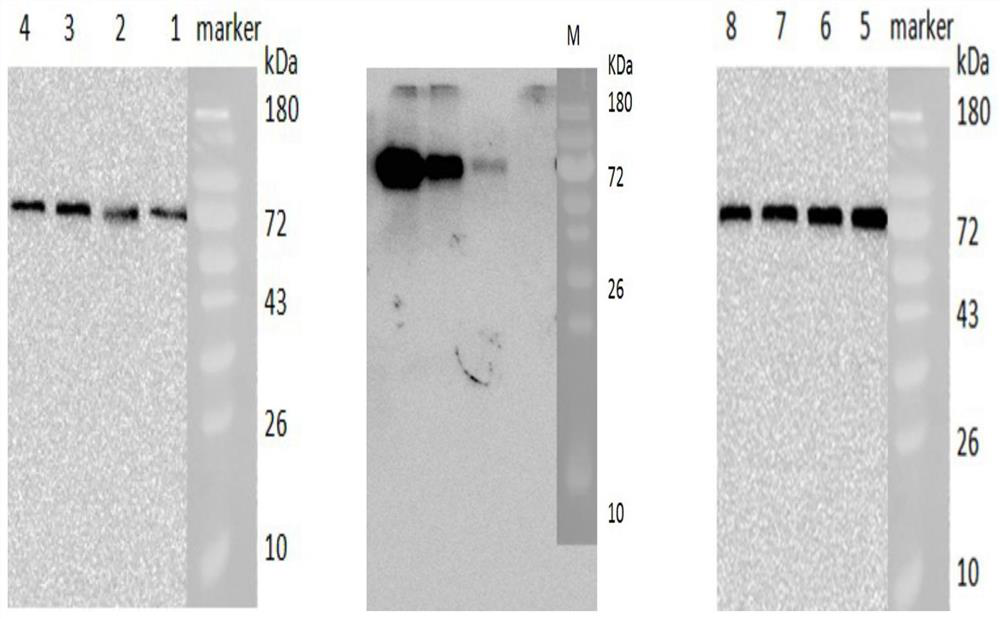 H5 and H7 subtype avian influenza virus genetic engineering subunit vaccine, and preparation method and application thereof