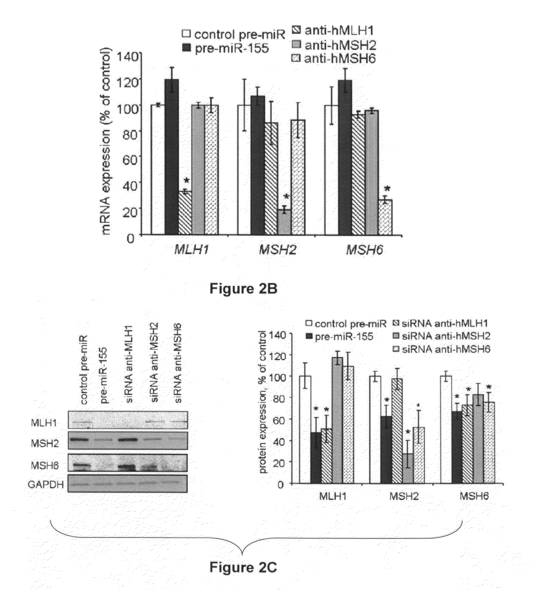 Materials and Methods Related to Modulation of Mismatch Repair and Genomic Stability by miR-155