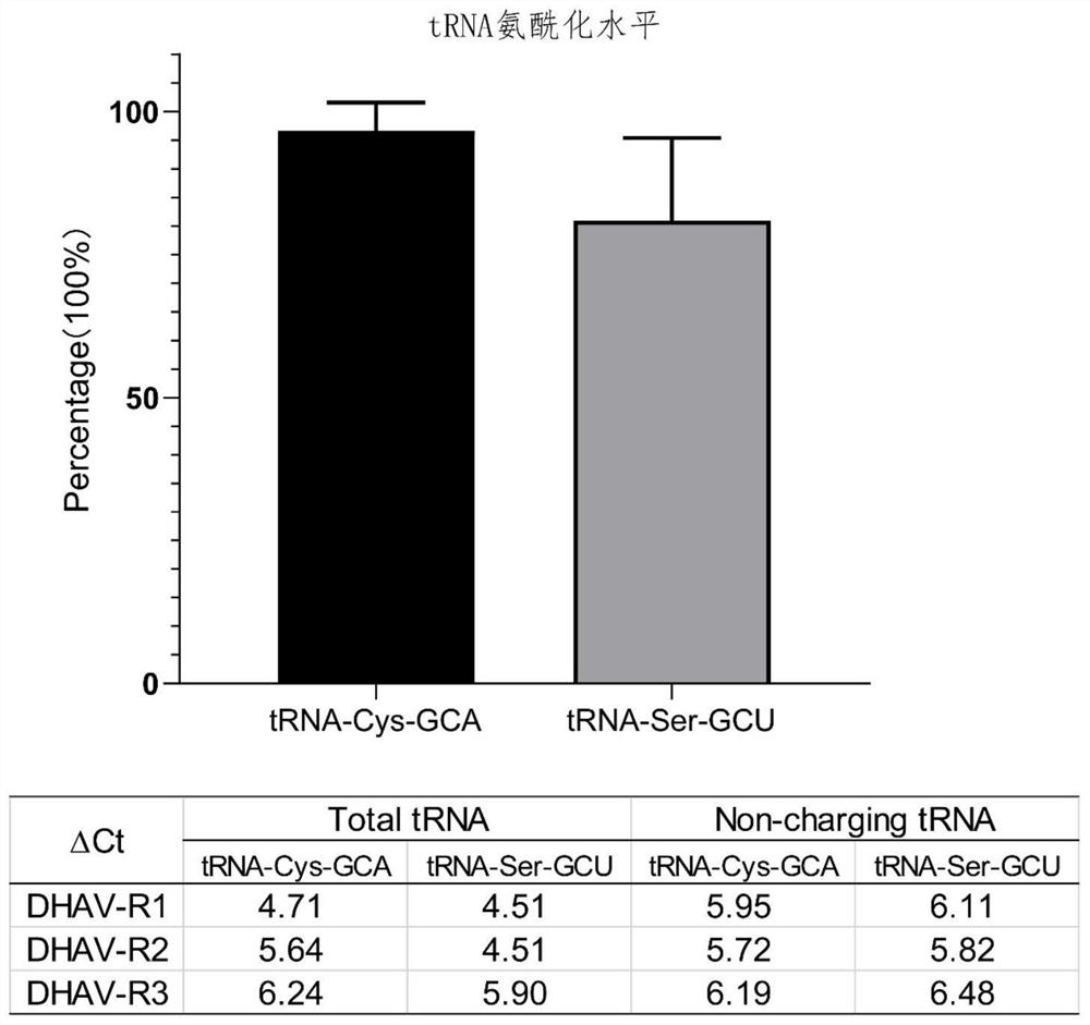 Quantitative qPCR (quantitative polymerase chain reaction) detection method and kit for tRNA (transfer ribonucleic acid) aminoacylation level