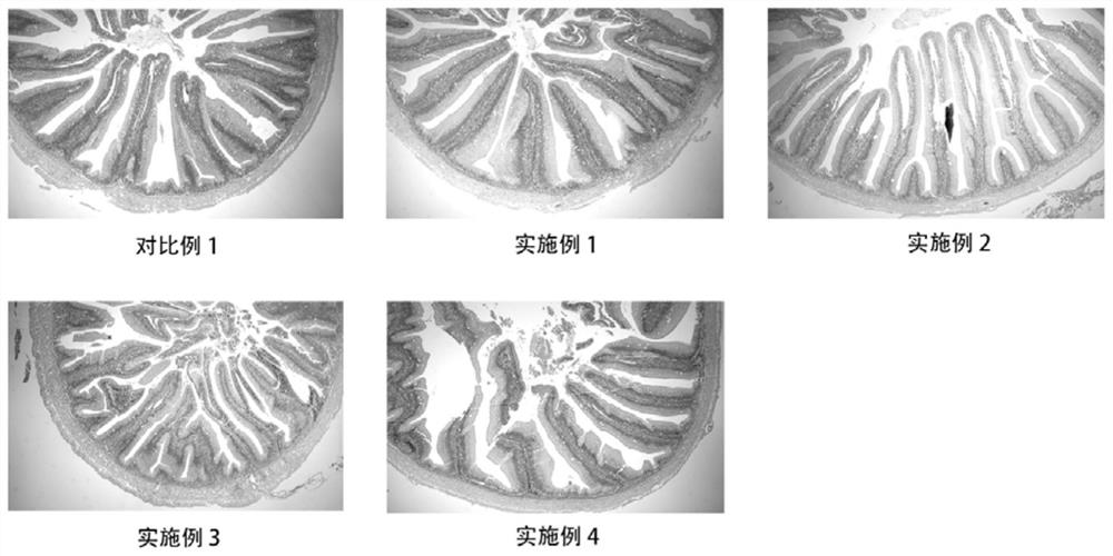 Young grass carp compound feed capable of promoting growth and improving intestinal function and preparation method of young grass carp compound feed