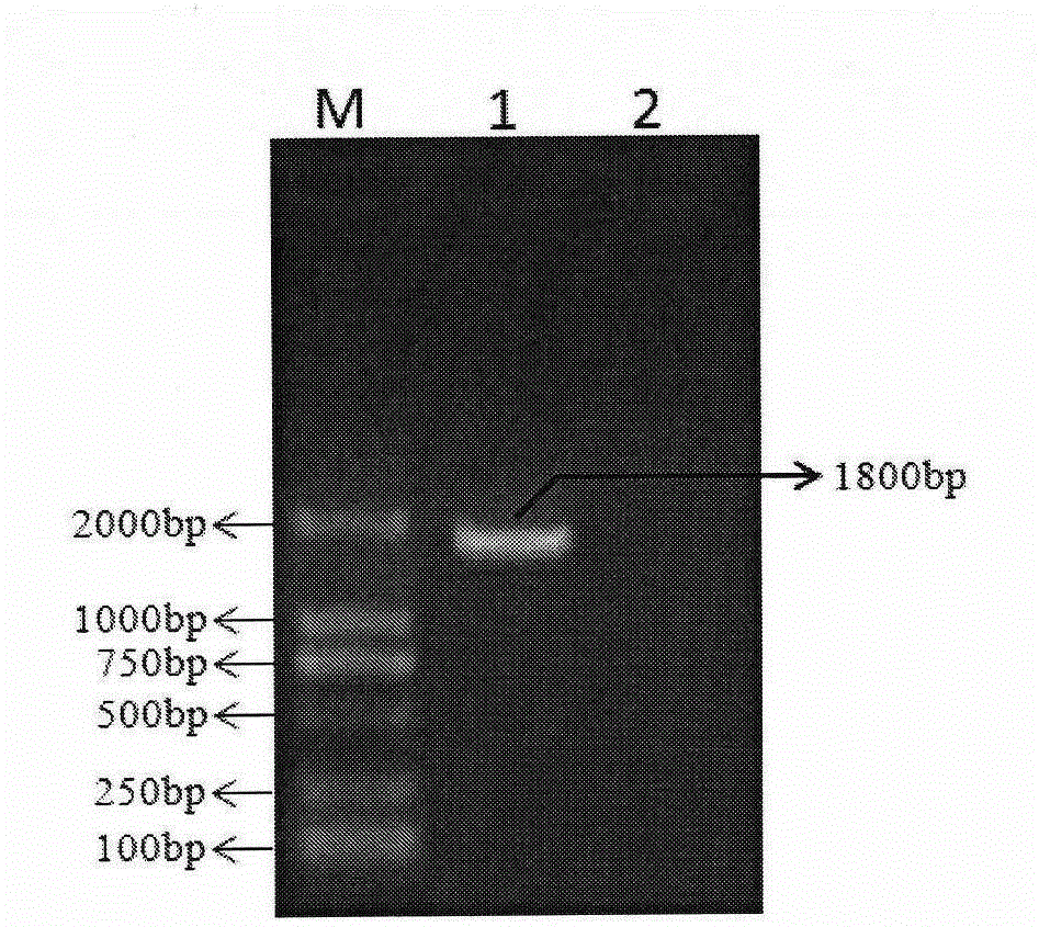 PCR method for quickly amplifying whole genome sequence of porcine circovirus type 2 and application thereof