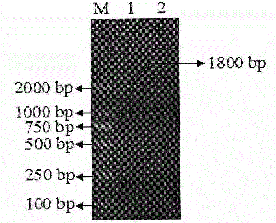 PCR method for quickly amplifying whole genome sequence of porcine circovirus type 2 and application thereof