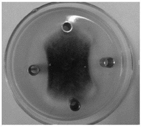 Method and application of preparing amides and esters by using marine bacillus amyloliquefaciens