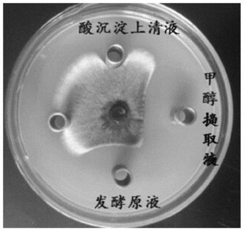 Method and application of preparing amides and esters by using marine bacillus amyloliquefaciens