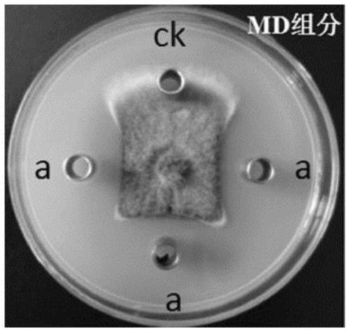 Method and application of preparing amides and esters by using marine bacillus amyloliquefaciens