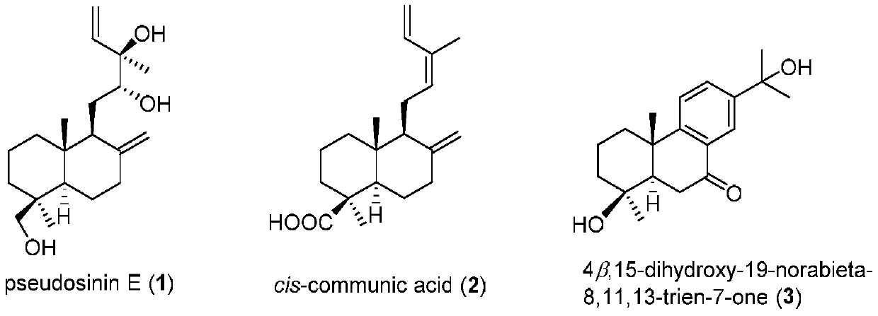 Diterpenoid compound in fir and preparation method and application thereof in pharmacy