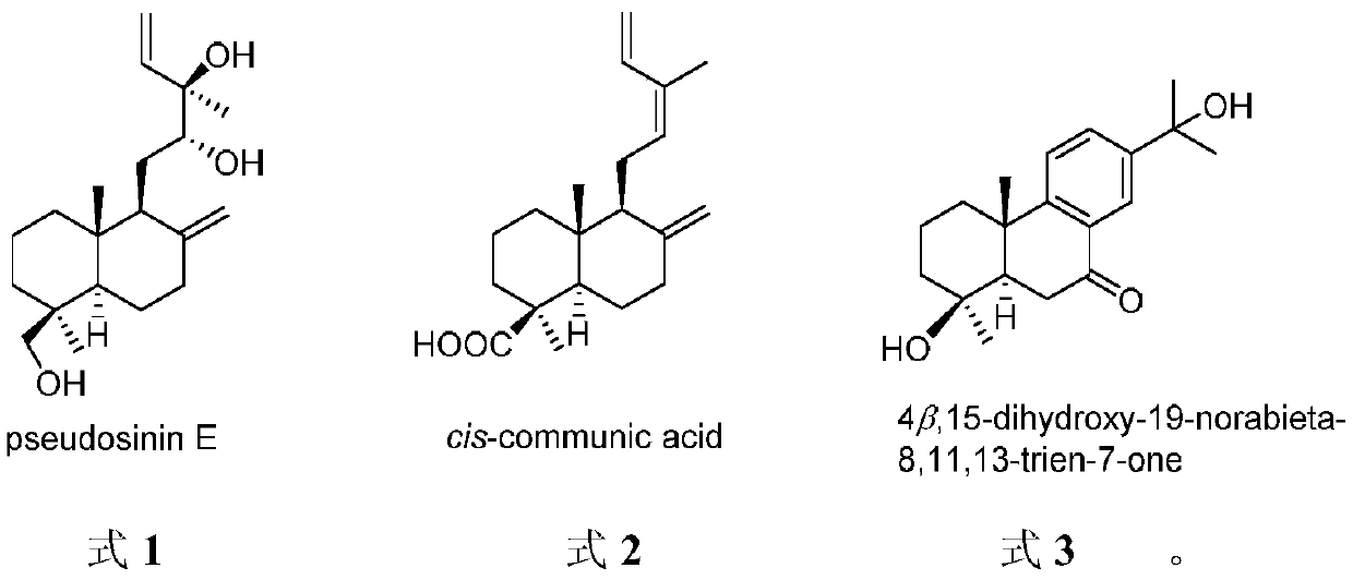 Diterpenoid compound in fir and preparation method and application thereof in pharmacy