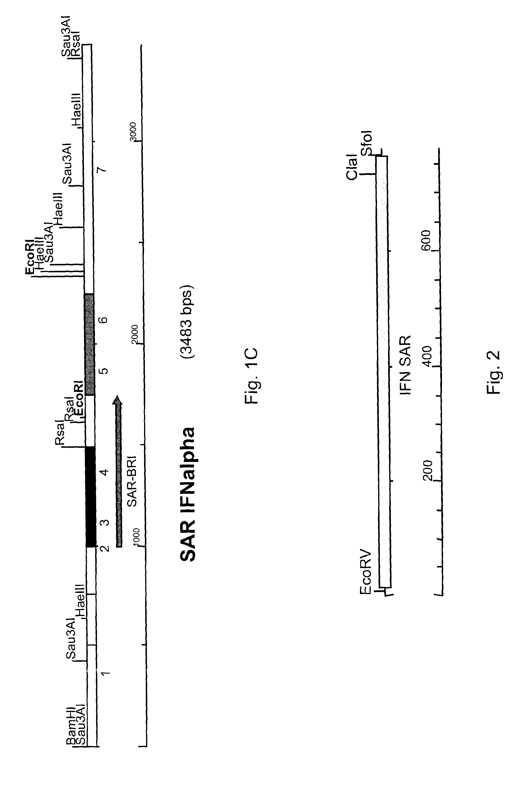 Expression system with SAR element from IFNα2