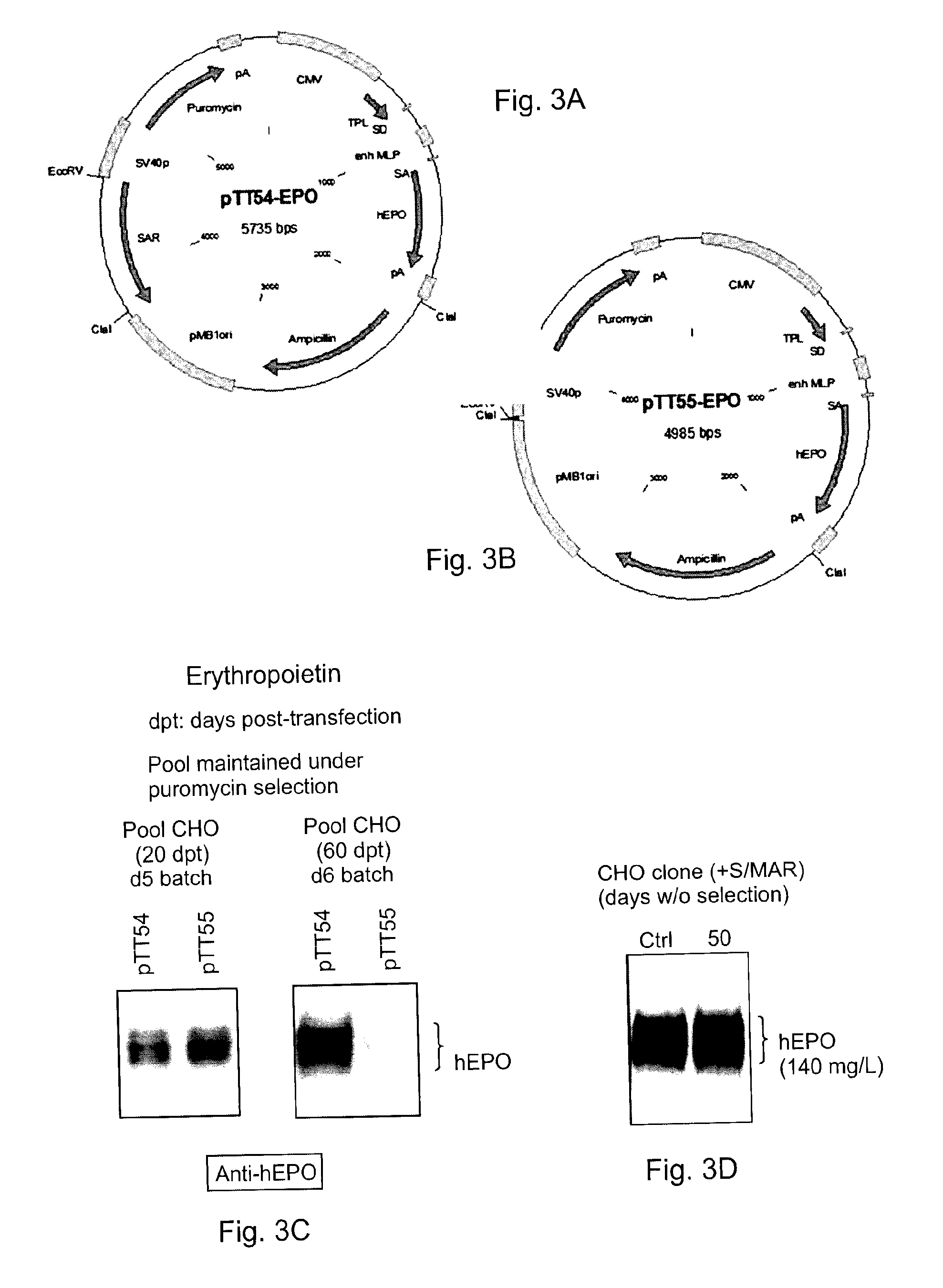 Expression system with SAR element from IFNα2