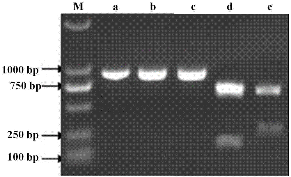 Avian adenovirus 4-type strain, vaccine composition and application of strain