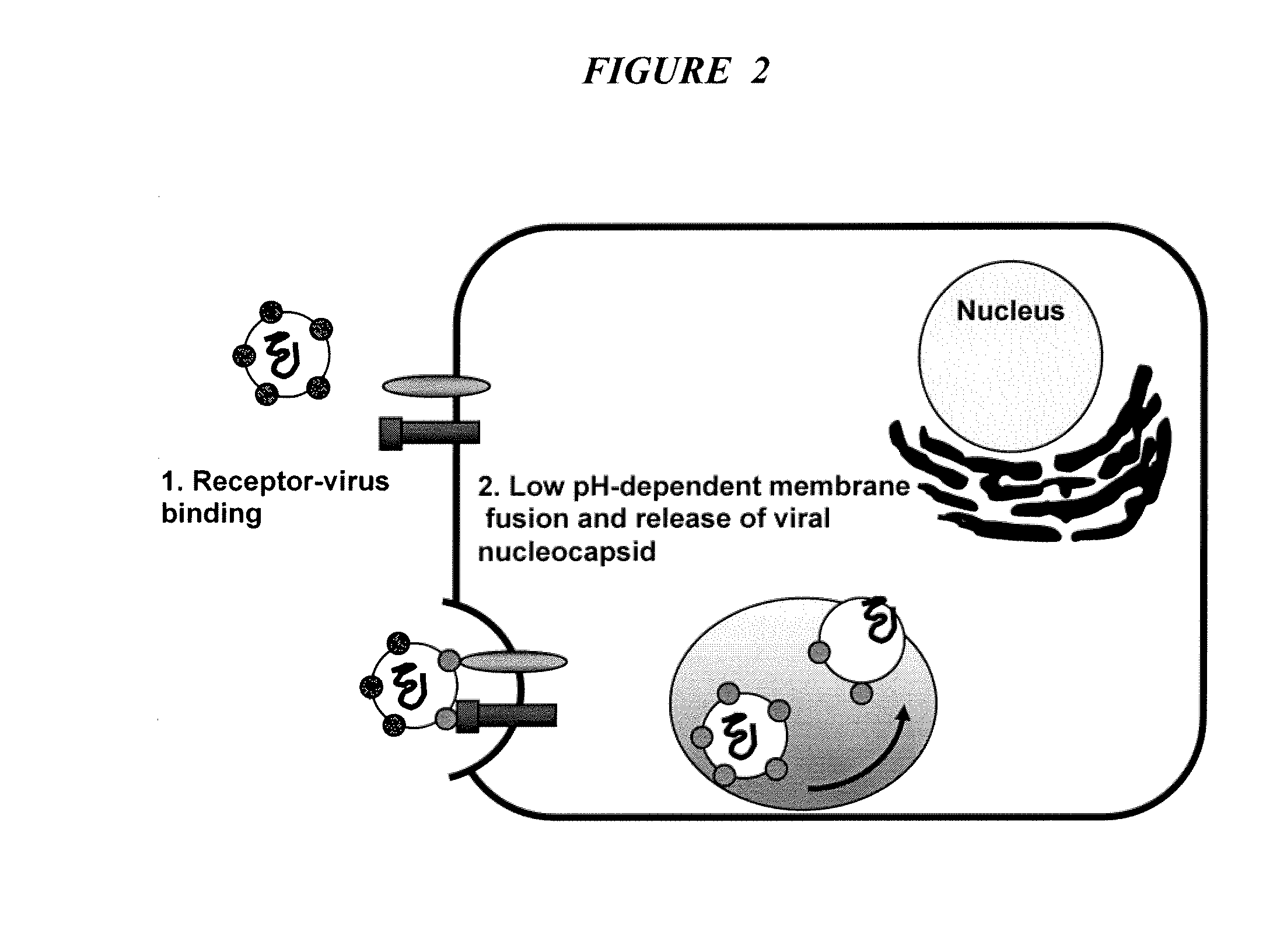 Triazines And Related Compounds Having Antiviral Activity, Compositions And Methods Thereof