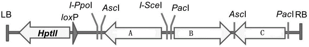 Method for cultivating transgenic plant with increased content of isoflavone and condensed tannin and special plasmid