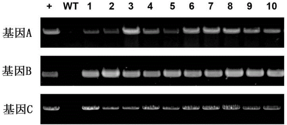 Method for cultivating transgenic plant with increased content of isoflavone and condensed tannin and special plasmid