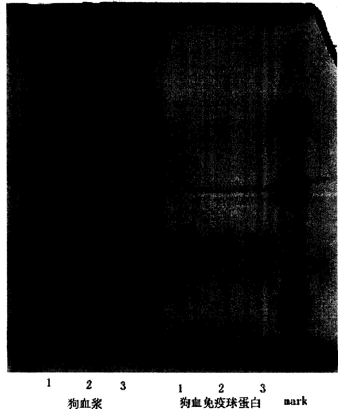 Immunoglobulin for dog intravenous injection, its preparing method and the formulation thereof