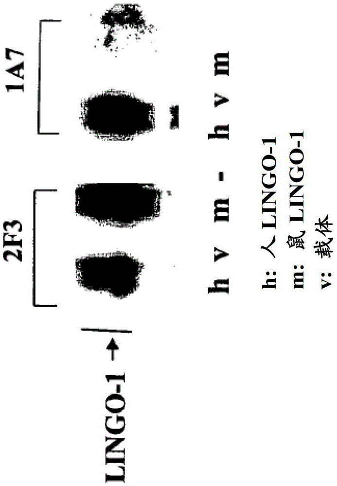 sp35 antibody and its use