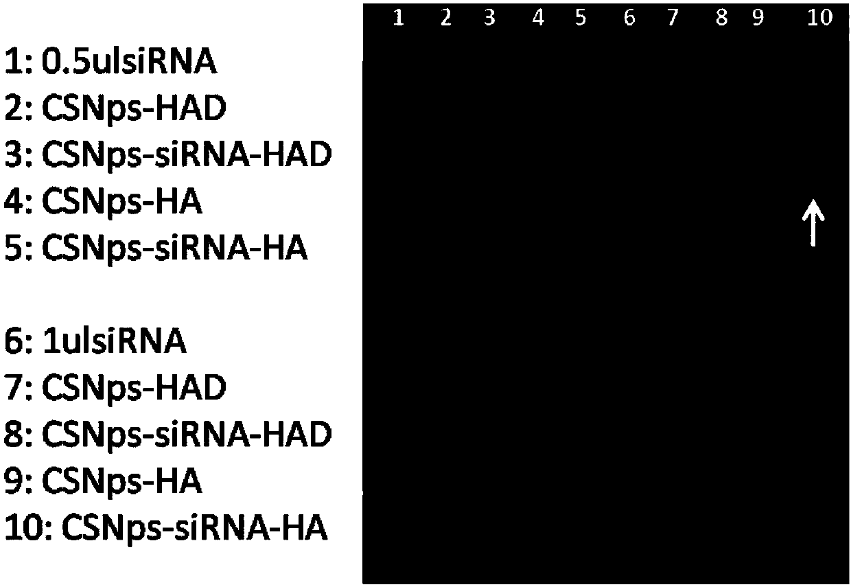 Gene targeting delivery system aiming at CD44 high expression type tumors and application