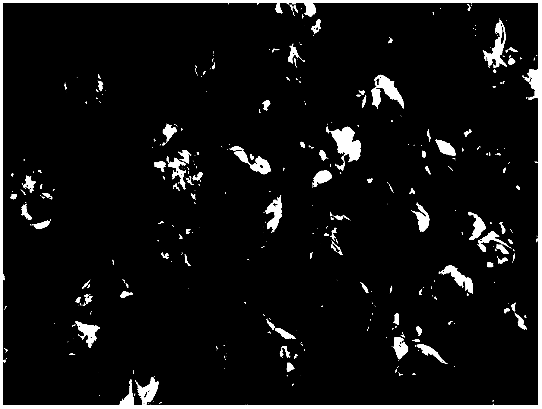 Preparation method of vacuum freeze drying roses