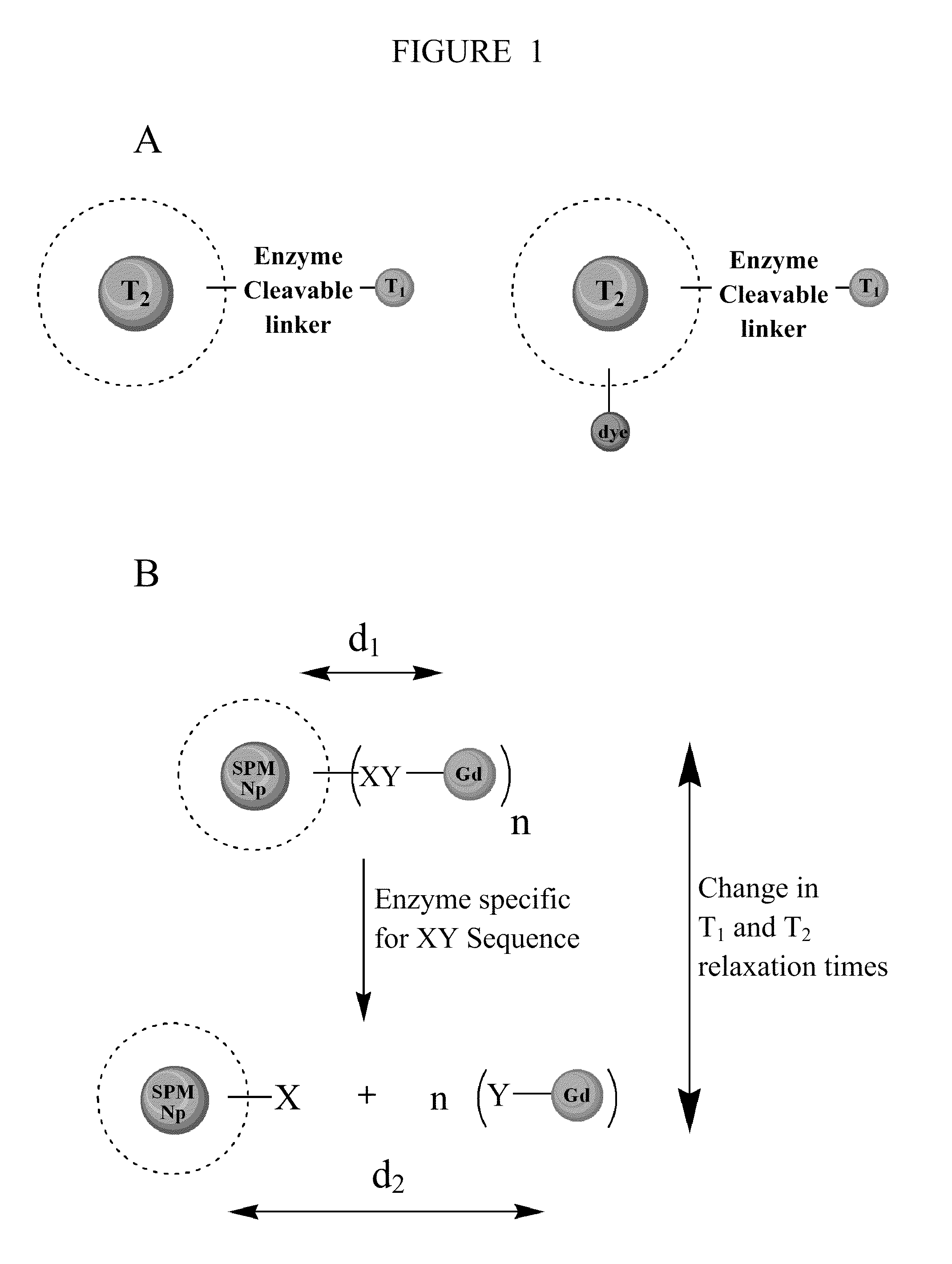 Contrast agents