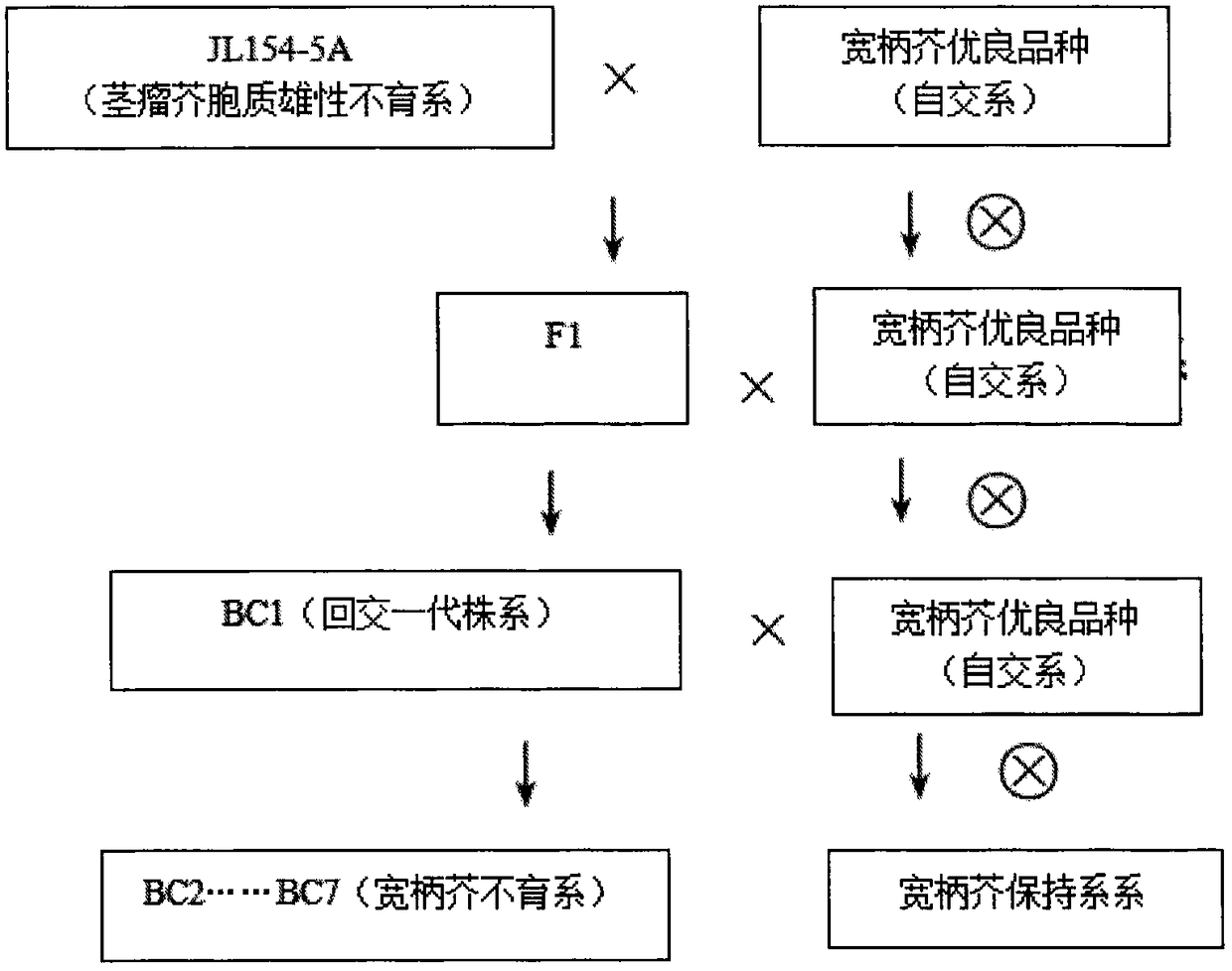 A kind of breeding method of the cytoplasmic male sterile line of Brassica thaliana