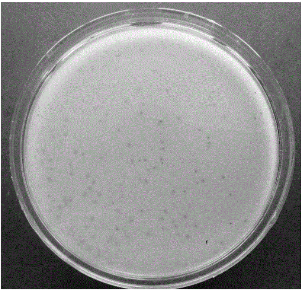 Salmonella bacteriophage and bacteriophage anti-bacterium composition and application thereof