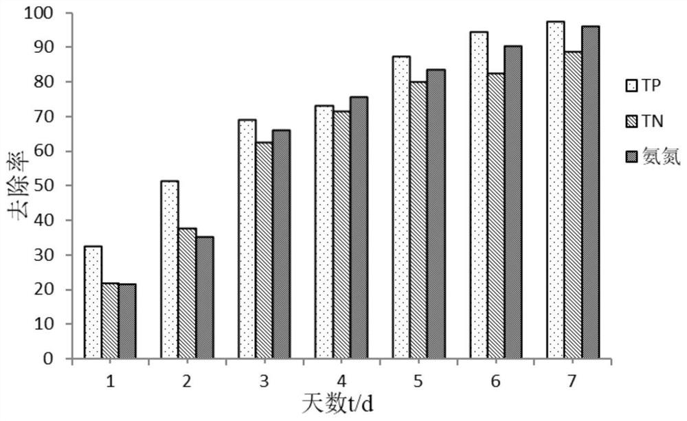 Dunaliella salina-halophilic bacteria immobilized microspheres as well as preparation method and application thereof